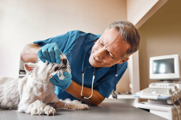 Best 24-Hour Emergency Dentist in Lofall, WA